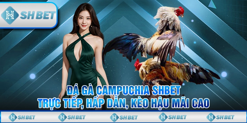 Đá Gà Campuchia SHBET - Trực Tiếp, Hấp Dẫn, Kèo Hậu Mãi Cao