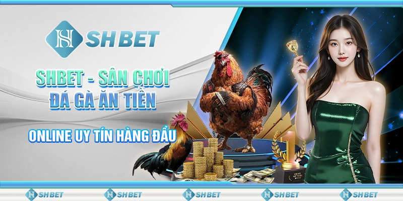 SHBET - Sân Chơi Đá Gà Ăn Tiền Online Uy Tín Hàng Đầu