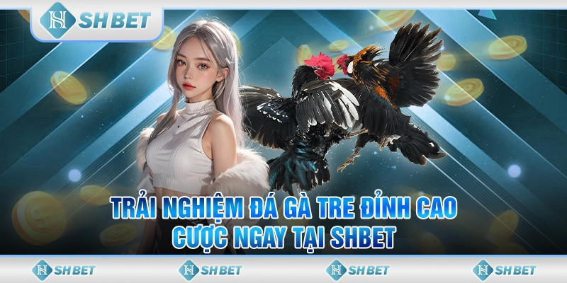 Trải Nghiệm Đá Gà Tre Đỉnh Cao - Cược Ngay Tại SHBET