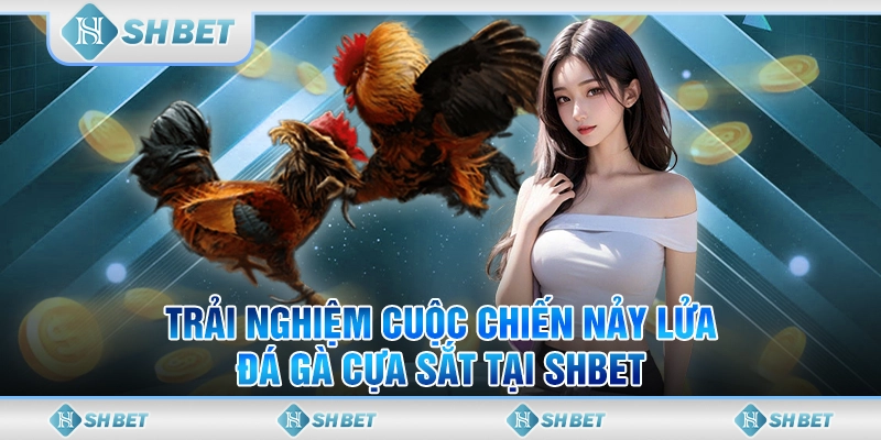 Trải Nghiệm Cuộc Chiến Nảy Lửa Đá Gà Cựa Sắt Tại SHBET