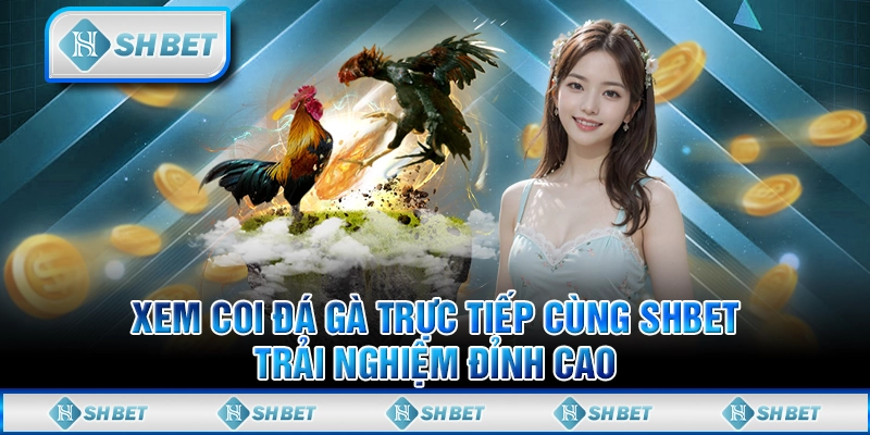 Xem Coi Đá Gà Trực Tiếp Cùng SHBET - Trải Nghiệm Đỉnh Cao