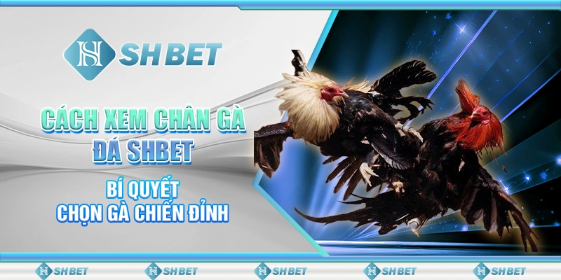 Cách Xem Chân Gà Đá SHBET - Bí Quyết Chọn Gà Chiến Đỉnh