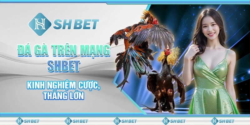 Đá Gà Trên Mạng SHBET - Kinh Nghiệm Cược, Thắng Lớn