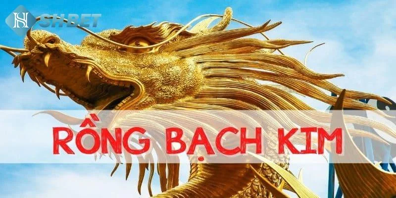 Kênh soi cầu rồng bạch kim 